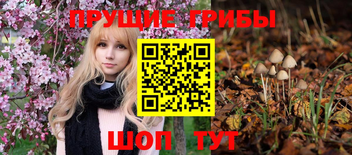 Псилоцибиновые грибы Psilocybe Клинцы